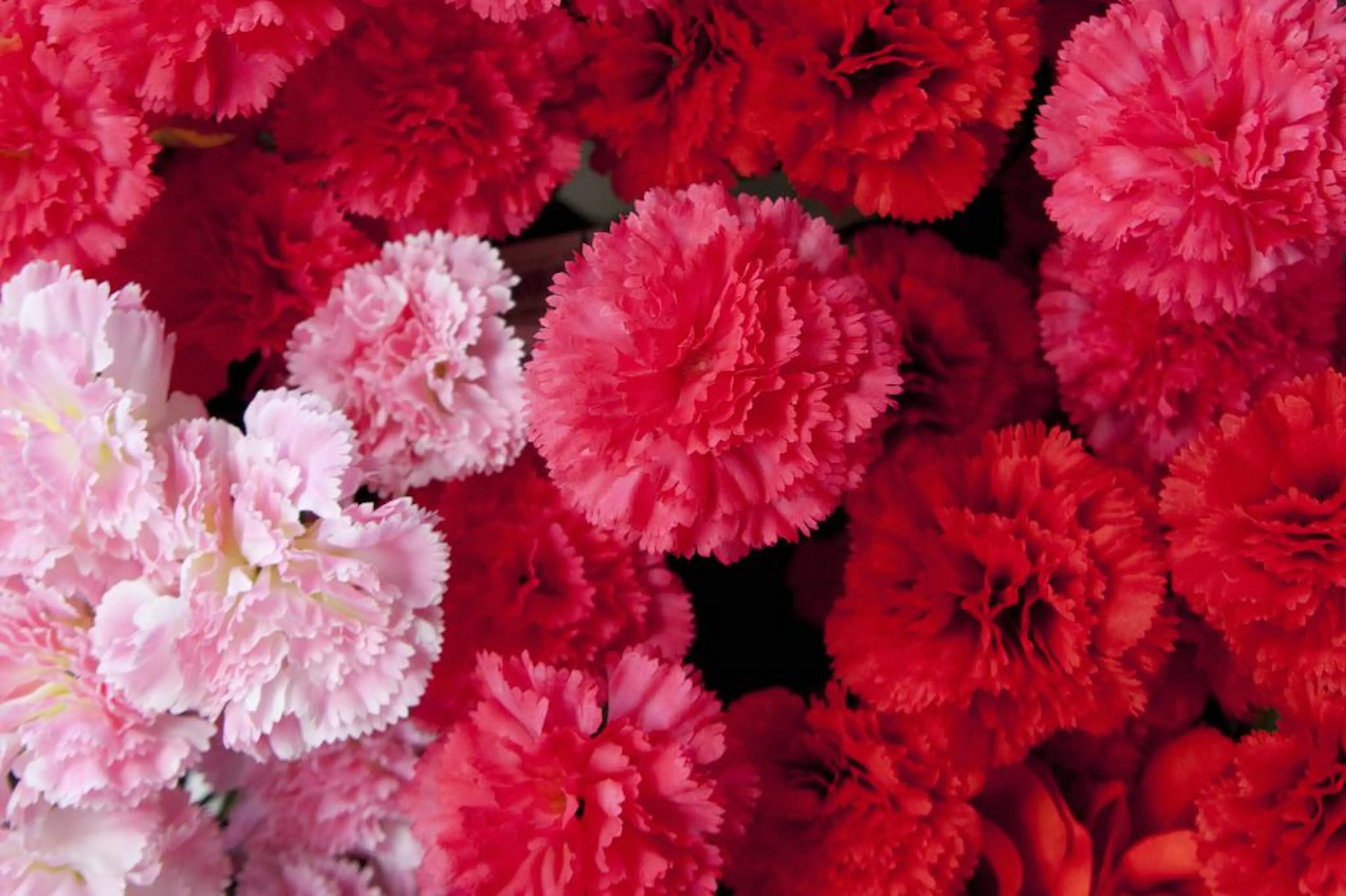 Fondo de flores EXPORTAFLOR